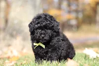 Carter (AKC), a male Poodle - Miniature  for sale in Millersburg, OH – 3 of 7