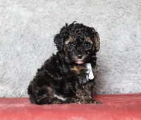 Ranger, a male Poodle - Miniature  for sale in Millersburg, OH – 2 of 3