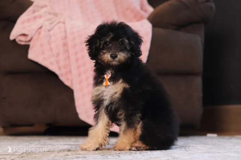 Atlas – Poodle - Miniature  puppy for sale in Millersburg, OH