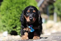Benson (AKC), a male Dachshund for sale in Millersburg, OH – 3 of 5