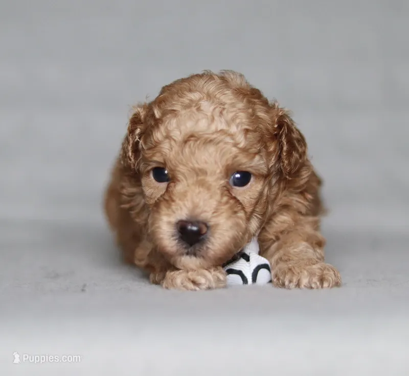 Archer – Poodle - Miniature  puppy for sale in Millersburg, OH