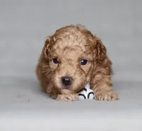 Archer, a male Poodle - Miniature  for sale in Millersburg, OH – 1 of 3
