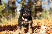 Sterling (AKC), a male Poodle - Miniature  for sale in Millersburg, OH – 7 of 9