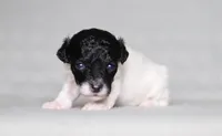 Hudson, a male Poodle - Miniature  for sale in Millersburg, OH – 3 of 4