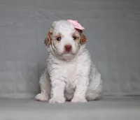 Annie, a female Poodle - Miniature  for sale in Millersburg, OH – 3 of 3