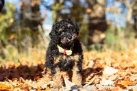 Sterling (AKC), a male Poodle - Miniature  for sale in Millersburg, OH – 4 of 9