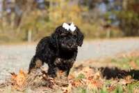 Sadie (AKC), a female Poodle - Miniature  for sale in Millersburg, OH – 2 of 9