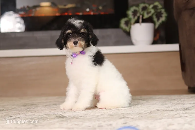 Hunter – Poodle - Miniature  puppy for sale in Millersburg, OH
