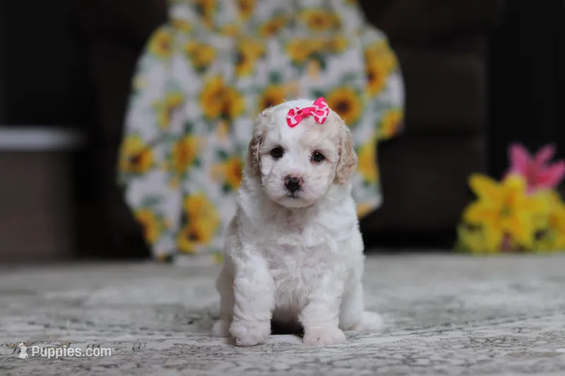 Maisie – Poodle - Miniature  puppy for sale in Millersburg, OH