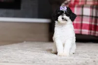 Harper, a female Poodle - Miniature  for sale in Millersburg, OH – 1 of 4