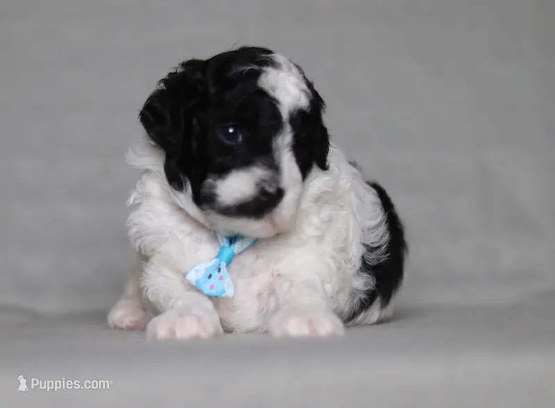 Domino – Poodle - Miniature  puppy for sale in Millersburg, OH
