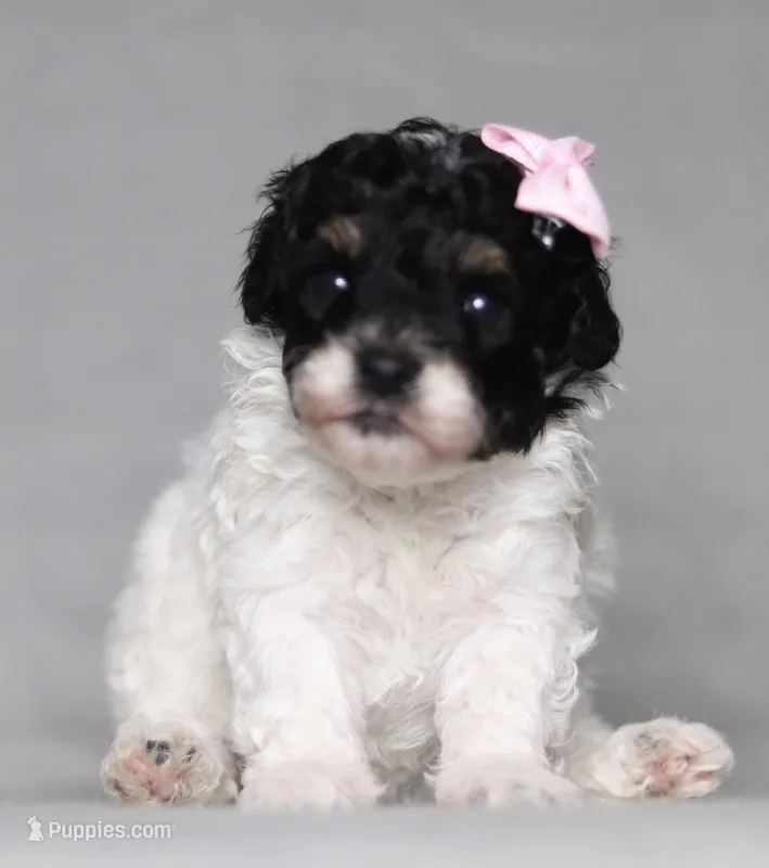 Amber – Poodle - Miniature  puppy for sale in Millersburg, OH