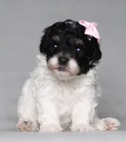 Amber, a female Poodle - Miniature  for sale in Millersburg, OH – 1 of 3
