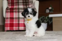 Hudson, a male Poodle - Miniature  for sale in Millersburg, OH – 4 of 7