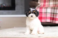 Avery, a female Poodle - Miniature  for sale in Millersburg, OH – 3 of 4