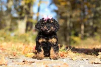 Sophia (AKC), a female Poodle - Miniature  for sale in Millersburg, OH – 2 of 7