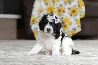 Millie, a female Poodle - Miniature  for sale in Millersburg, OH – 2 of 4