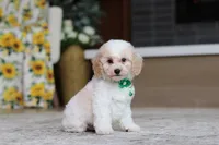 Charlie (AKC), a male Poodle - Miniature  for sale in Millersburg, OH – 6 of 7