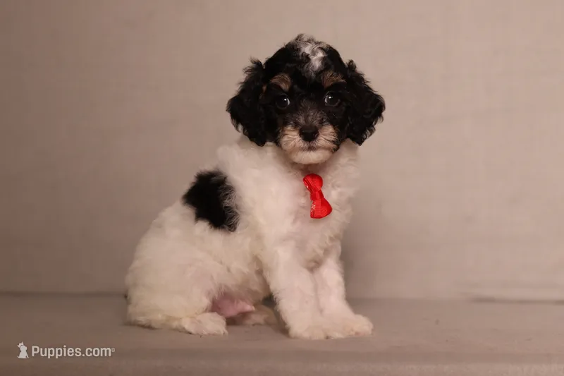 Hunter – Poodle - Miniature  puppy for sale in Millersburg, OH