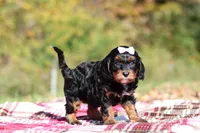 Della, a female Cavapoo for sale in Millersburg, OH – 6 of 7