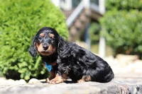 Benson (AKC), a male Dachshund for sale in Millersburg, OH – 4 of 5