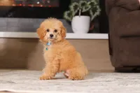 Asher (AKC), a male Poodle - Miniature  for sale in Millersburg, OH – 4 of 7