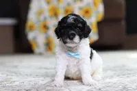 Maverick, a male Poodle - Miniature  for sale in Millersburg, OH – 3 of 3