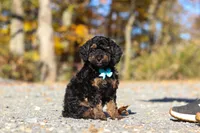 Sawyer (AKC), a male Poodle - Miniature  for sale in Millersburg, OH – 3 of 7