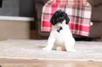 Harley, a male Poodle - Miniature  for sale in Millersburg, OH – 3 of 4