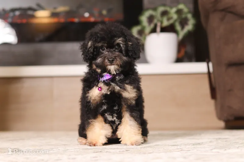 Axel – Poodle - Miniature  puppy for sale in Millersburg, OH