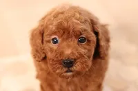 Murphy (AKC), a male Poodle - Miniature  for sale in Millersburg, OH – 4 of 7