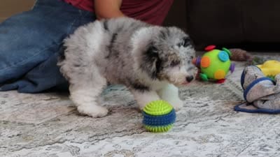 Bandit (AKC), a male Poodle - Miniature  for sale in Millersburg, OH – 4 of 4