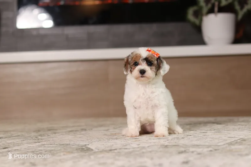 Alma (AKC) – Poodle - Miniature  puppy for sale in Millersburg, OH