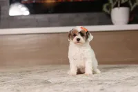 Alma (AKC), a female Poodle - Miniature  for sale in Millersburg, OH – 1 of 7
