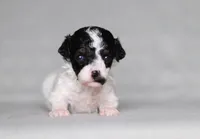 Harper, a female Poodle - Miniature  for sale in Millersburg, OH – 5 of 5