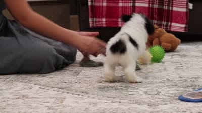 Harper, a female Poodle - Miniature  for sale in Millersburg, OH – 4 of 4