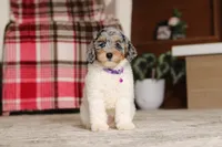 Mabel (AKC), a female Poodle - Miniature  for sale in Millersburg, OH – 4 of 7