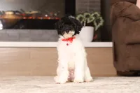Harley, a male Poodle - Miniature  for sale in Millersburg, OH – 3 of 7