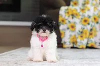 Amber, a female Poodle - Miniature  for sale in Millersburg, OH – 6 of 7