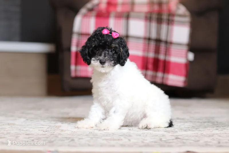 Holly – Poodle - Miniature  puppy for sale in Millersburg, OH