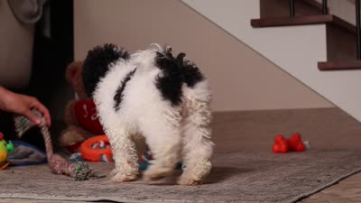 Paisley, a female Poodle - Miniature  for sale in Millersburg, OH – 4 of 4