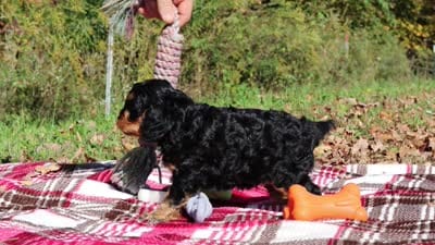 Dax, a male Cavapoo for sale in Millersburg, OH – 8 of 8