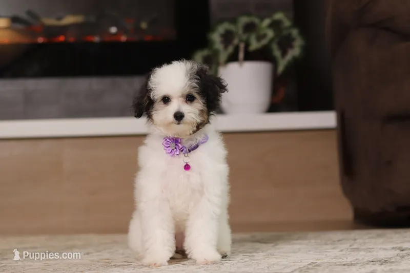 Hazel – Poodle - Miniature  puppy for sale in Millersburg, OH