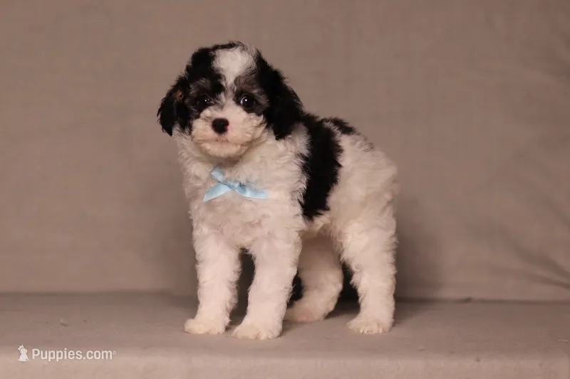 Hudson – Poodle - Miniature  puppy for sale in Millersburg, OH