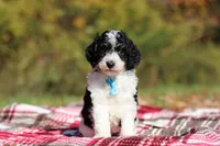 Jace (AKC), a male Poodle - Miniature  for sale in Millersburg, OH – 3 of 6
