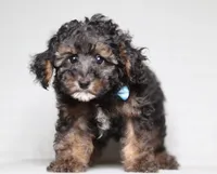Ranger, a male Poodle - Miniature  for sale in Millersburg, OH – 2 of 7