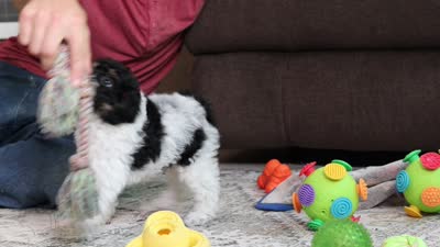 Cassie (AKC), a female Poodle - Miniature  for sale in Millersburg, OH – 7 of 7