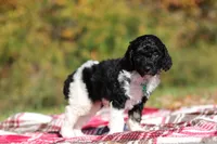 Joey (AKC), a male Poodle - Miniature  for sale in Millersburg, OH – 4 of 6