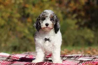 Jett (AKC), a male Poodle - Miniature  for sale in Millersburg, OH – 2 of 8