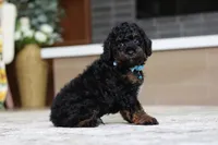 Cooper (AKC), a male Poodle - Miniature  for sale in Millersburg, OH – 4 of 7